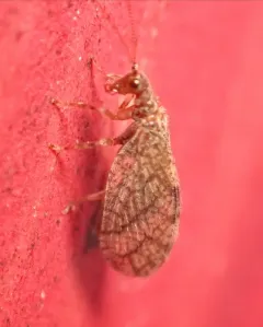 Micromus angulatus thumbnail 1