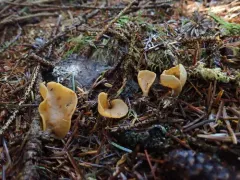 Otidea leporina thumbnail 1