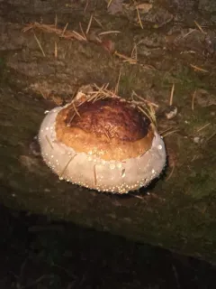 Red-banded Polypore thumbnail 2