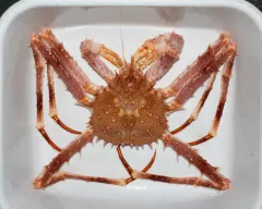 Norway King Crab thumbnail 2