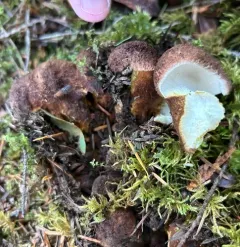 Goat's Foot Polypore thumbnail 2