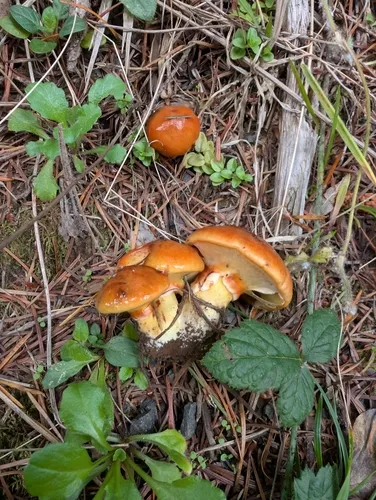 Ponderous Slippery Jack