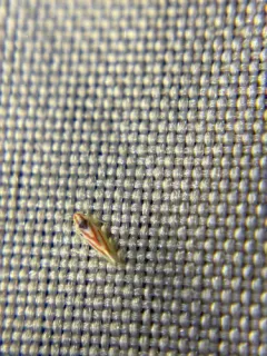 Erythridula noeva thumbnail 2