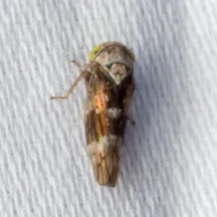 Early leafhopper thumbnail 3