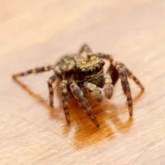 Black-palped Jumping Spider thumbnail 1