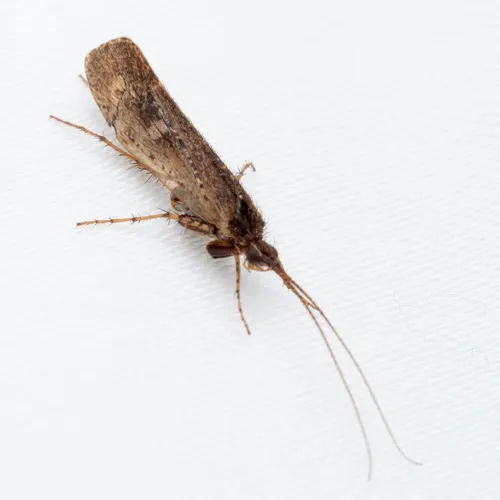 Limnephilus submonilifer