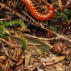 Thorn-tailed Bark Centipede thumbnail 1