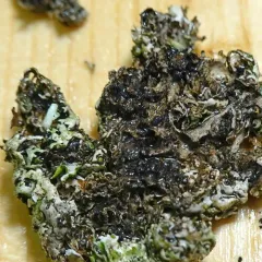 Concentric Ring Lichen thumbnail 4