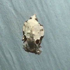 Bent-winged Acleris Moth thumbnail 4