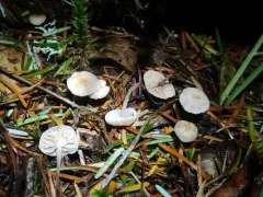 Collybiopsis californica thumbnail 2