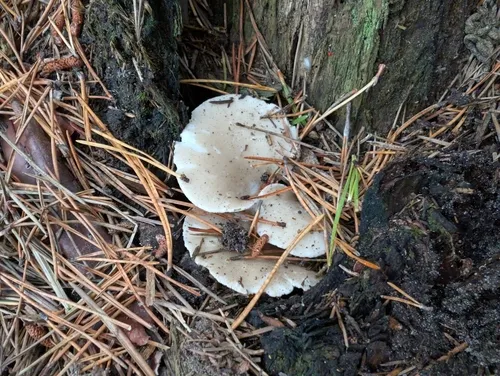Osteina obducta