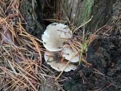 Osteina obducta thumbnail 1