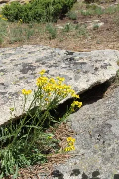 Fendler's ragwort thumbnail 1