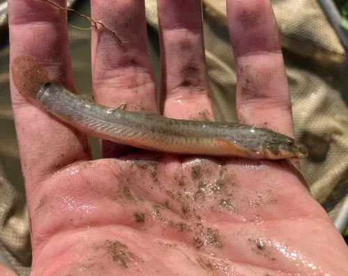 Oriental Weatherfish