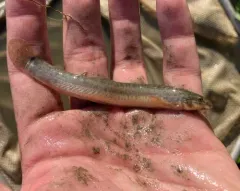 Oriental Weatherfish thumbnail 1