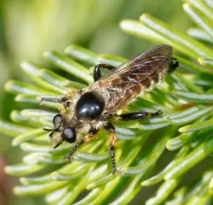 Laphria vivax thumbnail 2