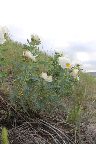 Rough Pricklypoppy
