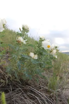 Rough Pricklypoppy thumbnail 1