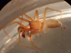 Wubana atypica thumbnail 1