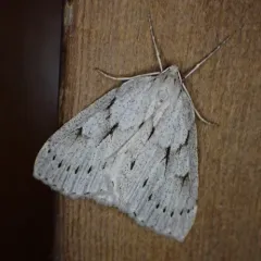 Philedia punctomacularia thumbnail 2