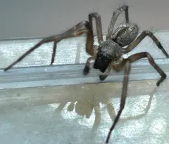 Grey House Spider thumbnail 2