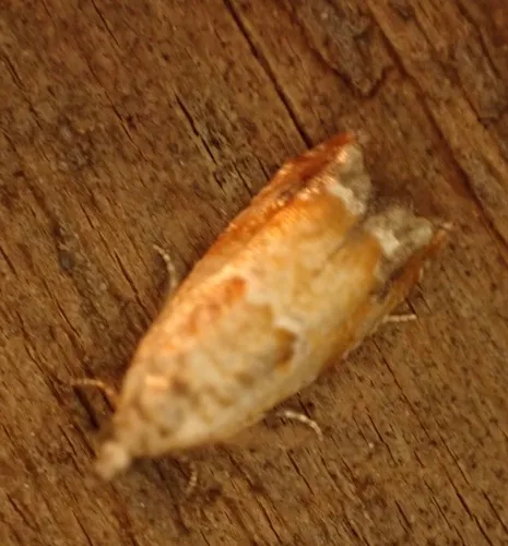 Epinotia terracoctana