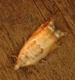Epinotia terracoctana thumbnail 1