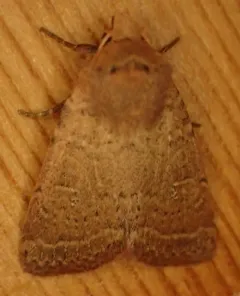 Alder Quaker thumbnail 3