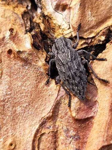 Dicerca sexualis