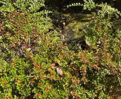 Wall cotoneaster thumbnail 3