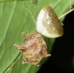 Toadlike Bolas Spider thumbnail 4