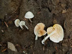 Entoloma adnatifolium thumbnail 1