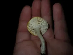 Hygrophorus lawrencei thumbnail 3