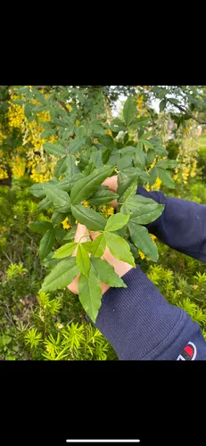 Alpine Laburnum