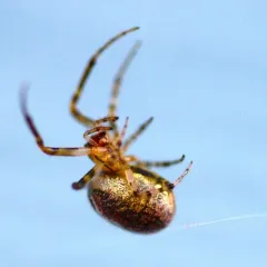 Red-sided Sector Spider thumbnail 4
