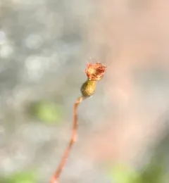 Fissidens minutulus thumbnail 3