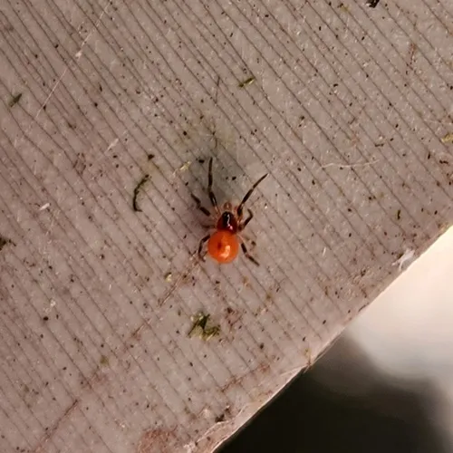 Spotted Cobweaver