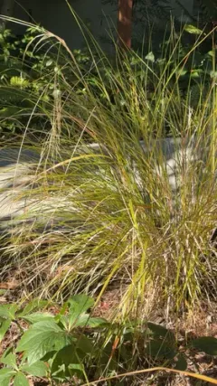 Gossamer grass thumbnail 1