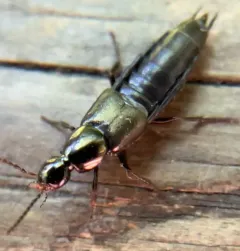 Philonthus cognatus thumbnail 3