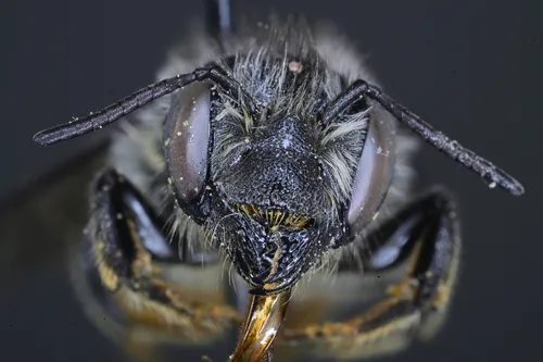 Megachile lapponica