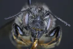 Megachile lapponica thumbnail 1