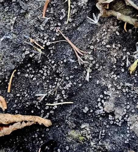 Sooty Bark Canker