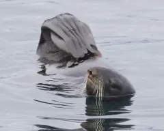 Northern Fur Seal thumbnail 2