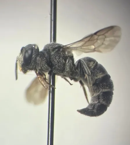 Sixteen-spotted Cuckoo Carder Bee