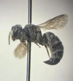 Sixteen-spotted Cuckoo Carder Bee thumbnail 1