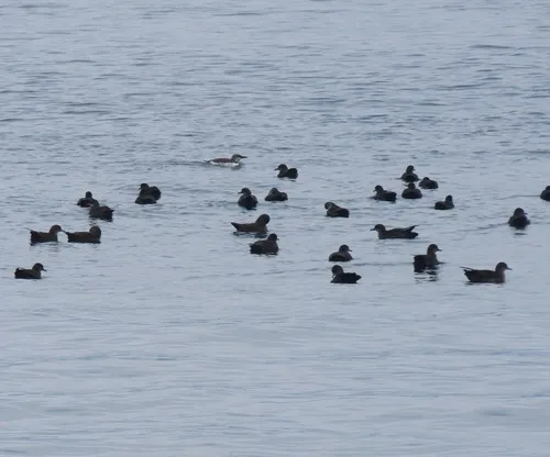 Short-tailed Shearwater