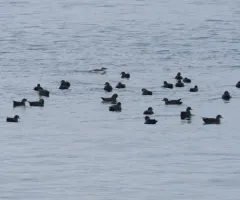 Short-tailed Shearwater thumbnail 1