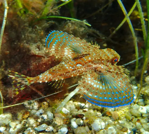 Flying Gurnard