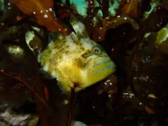 Queen Triggerfish thumbnail 1