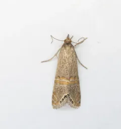 Belted Grass-veneer thumbnail 3